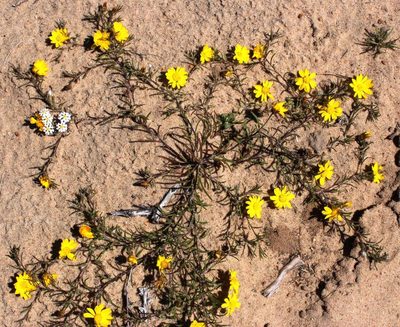Rhynchopsidium pumilum, photographed by Tony Rebelo