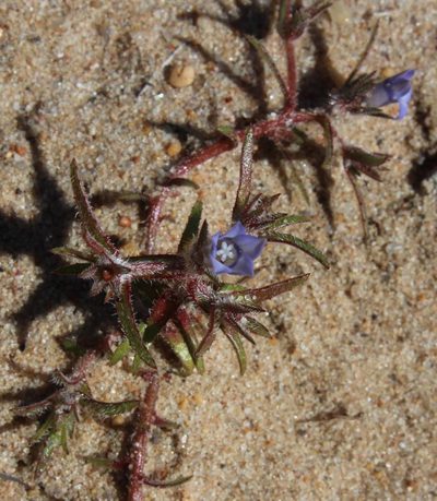 Microcodon glomeratus, photographed by Tony Rebelo