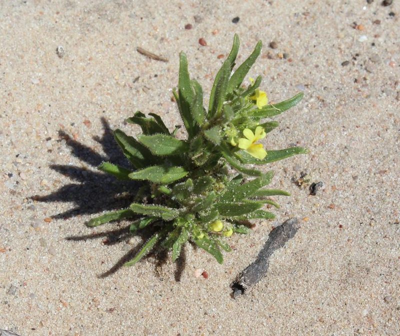 Nemesia arenifera, photographed by Tony Rebelo