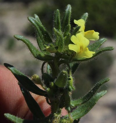 Nemesia arenifera, photographed by Tony Rebelo