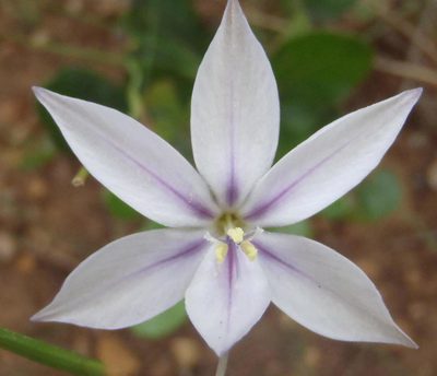 Gladiolus stellatus, photographed by Nicola van Berkel