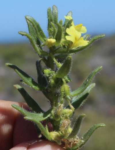 Nemesia arenifera, photographed by Tony Rebelo