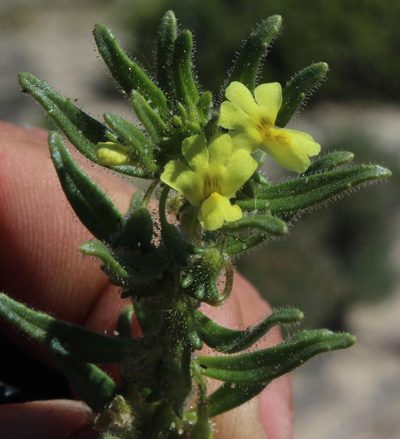 Nemesia arenifera, photographed by Tony Rebelo