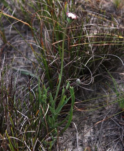 Othonna digitata, photographed by Tony Rebelo