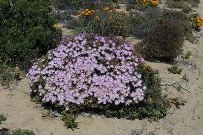 Lampranthus stipulaceus, photographed by Tony Rebelo