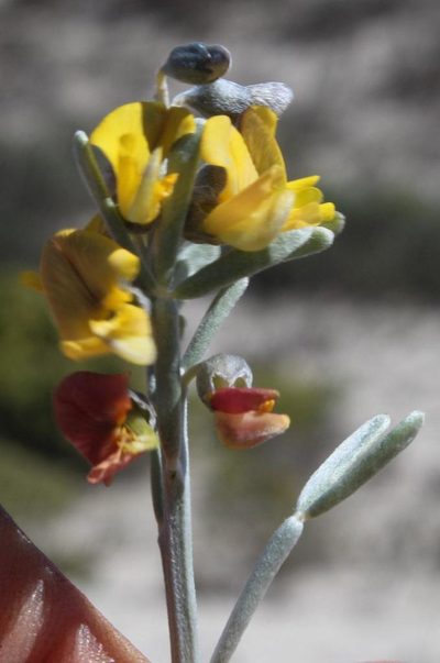 Calobota angustifolia, photographed by Tony Rebelo
