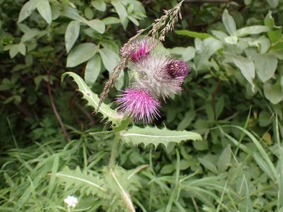 Cirsium edule, photographed by John Brew