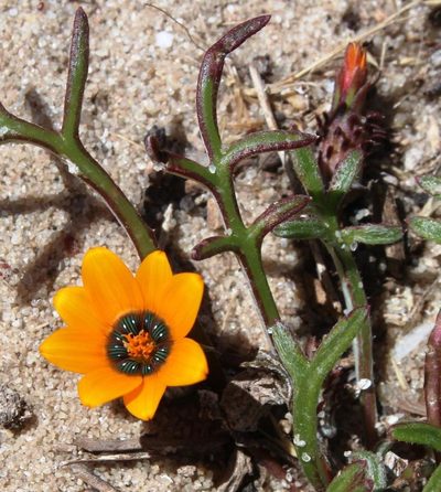 Gazania tenuifolia, photographed by Tony Rebelo