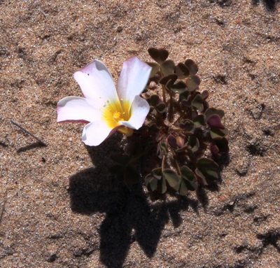Oxalis annae, photographed by Tony Rebelo