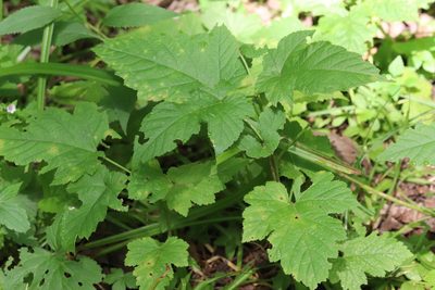 Rubus crataegifolius, photographed by Nina Filippova