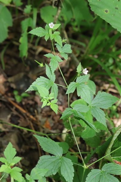 Geranium wilfordii, photographed by Nina Filippova