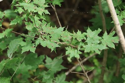 Acer pictum, photographed by Nina Filippova