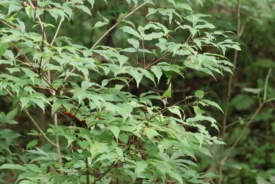 Acer mandshuricum, photographed by Nina Filippova