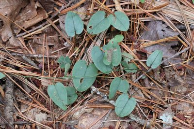 Trigonotis radicans, photographed by Nina Filippova