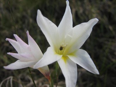 Gladiolus trichonemifolius, photographed by douglaseustonbrown