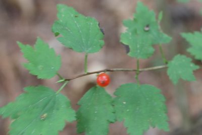 Ribes maximoviczianum, photographed by Nina Filippova