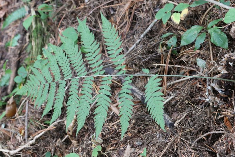 Dryopteris goeringiana, photographed by Nina Filippova