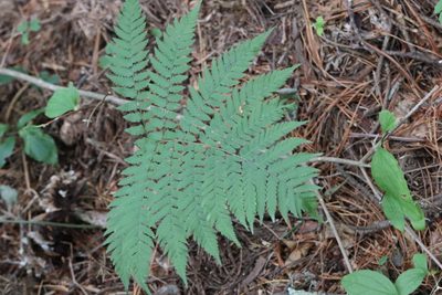 Dryopteris goeringiana, photographed by Nina Filippova