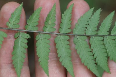 Dryopteris goeringiana, photographed by Nina Filippova