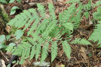 Dryopteris goeringiana, photographed by Nina Filippova