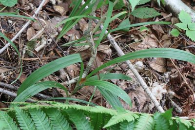 Carex siderosticta, photographed by Nina Filippova