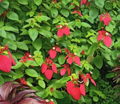 Mussaenda erythrophylla, photographed by Sabarni Sarker