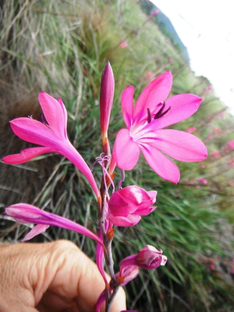 Watsonia rogersii, photographed by linkie
