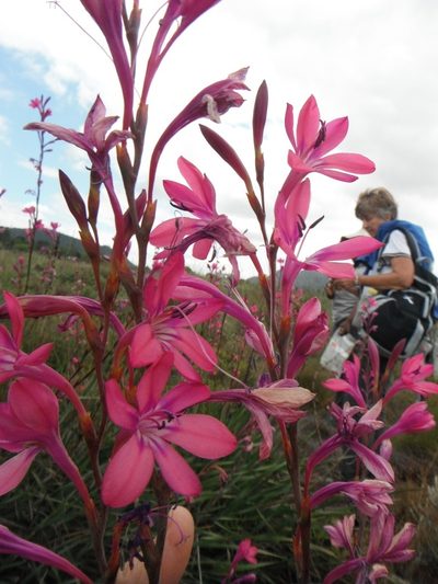 Watsonia rogersii, photographed by linkie