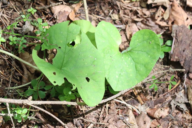 Asarum sieboldii, photographed by Nina Filippova