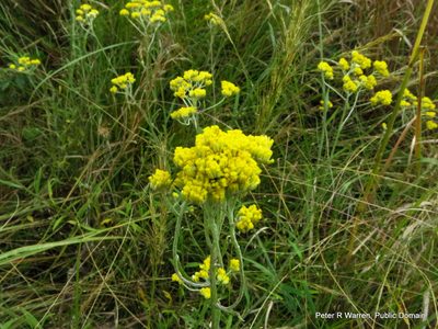 Helichrysum stenopterum, photographed by Peter Warren