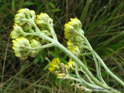 Helichrysum stenopterum, photographed by Peter Warren