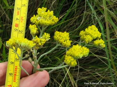 Helichrysum stenopterum, photographed by Peter Warren