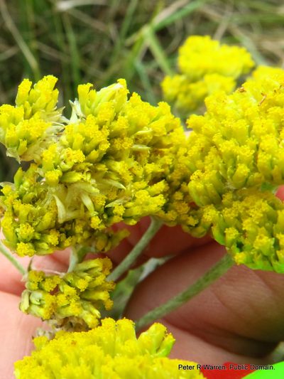 Helichrysum stenopterum, photographed by Peter Warren