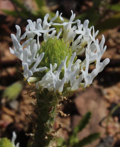 Dischisma spicatum, photographed by Tony Rebelo