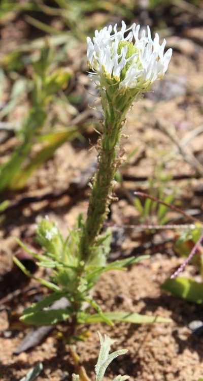 Dischisma spicatum, photographed by Tony Rebelo