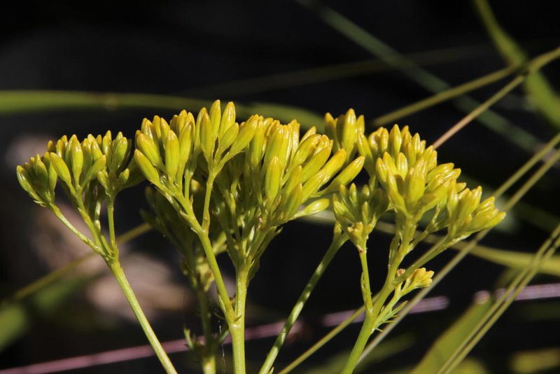 Senecio pinnatifidus, photographed by Tony Rebelo