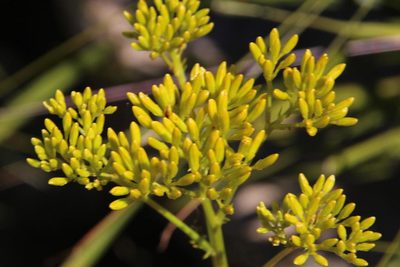 Senecio pinnatifidus, photographed by Tony Rebelo