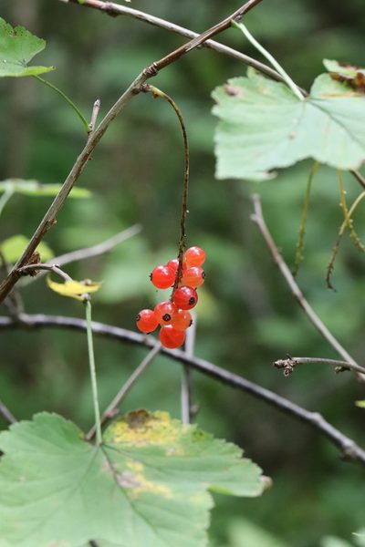 Ribes mandshuricum, photographed by Nina Filippova