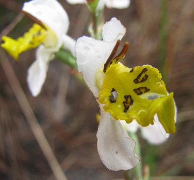 Disa flexuosa, photographed by douglaseustonbrown