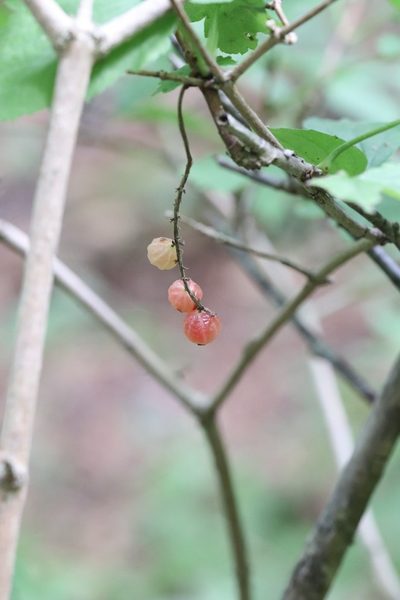 Ribes mandshuricum, photographed by Nina Filippova