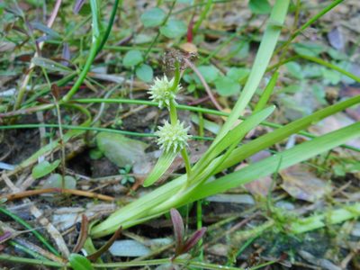 Sparganium natans, photographed by Eugene Popov