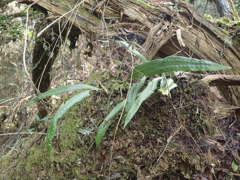 Lepisorus schraderi, photographed by Mahomed Desai
