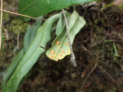 Lepisorus schraderi, photographed by Mahomed Desai