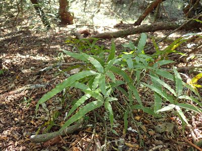 Pteris cretica, photographed by Mahomed Desai