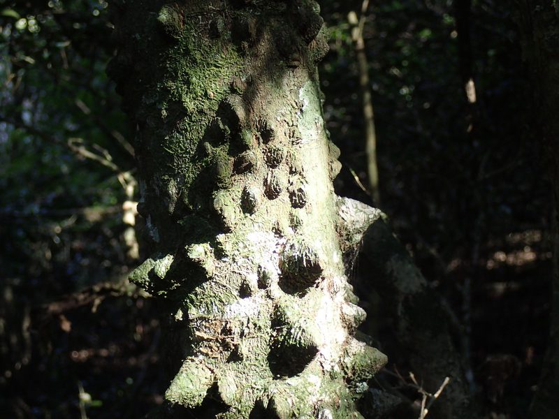 Zanthoxylum davyi, photographed by Mahomed Desai