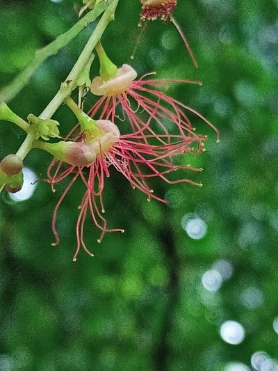 Barringtonia acutangula, photographed by Sabarni Sarker