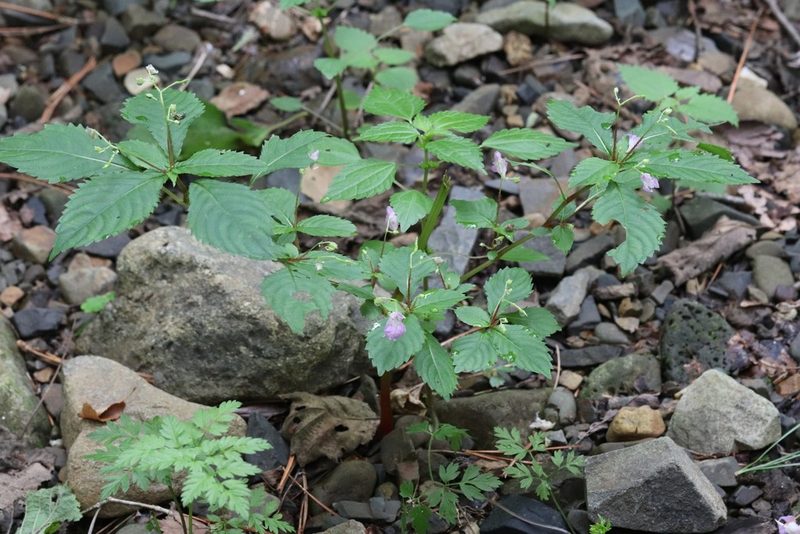 Impatiens furcillata, photographed by Nina Filippova