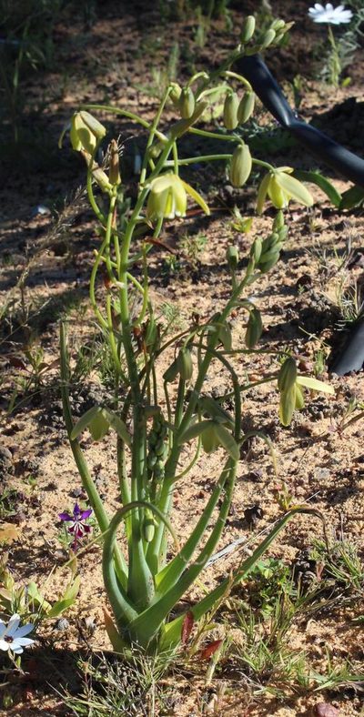 Albuca paradoxa, photographed by Tony Rebelo