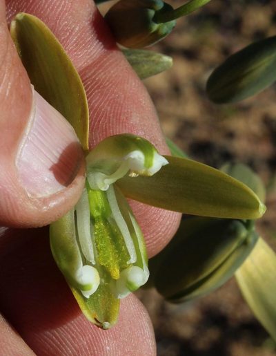 Albuca paradoxa, photographed by Tony Rebelo