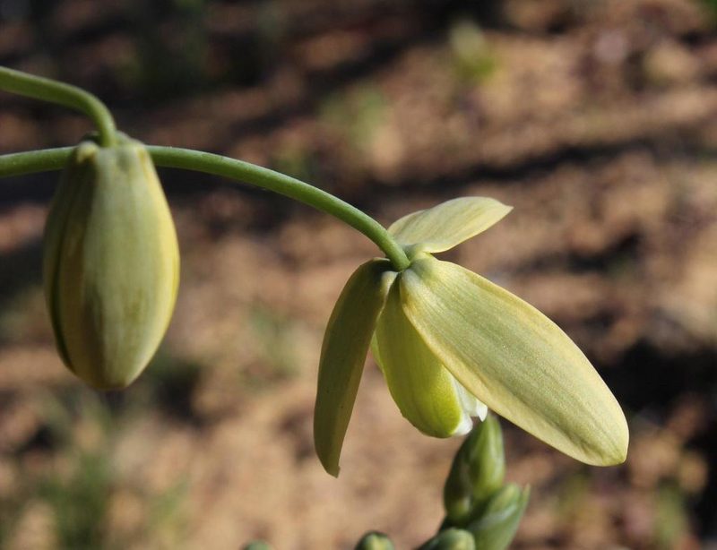 Albuca paradoxa, photographed by Tony Rebelo